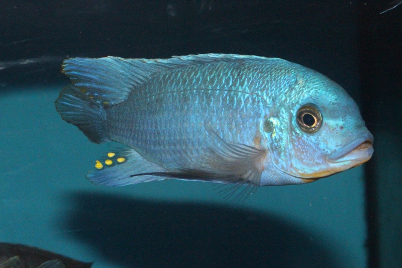 Maylandia fainzilberi 'Mara Rocks'